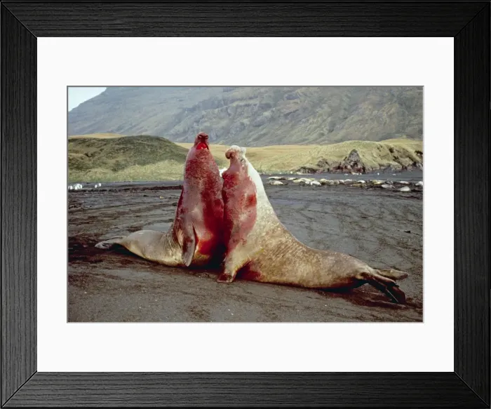 Framed Print : Picture No. 10848453 Framed Print : Picture No. 10848453