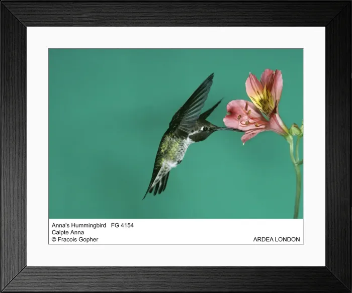 Framed Print : Picture No. 10850480 Framed Print : Picture No. 10850480