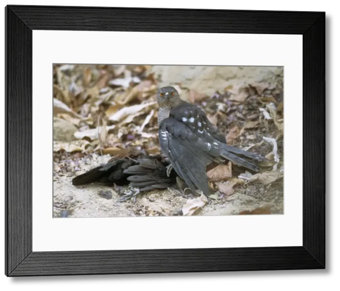 Framed Print : Picture No. 10848833 Framed Print : Picture No. 10848833