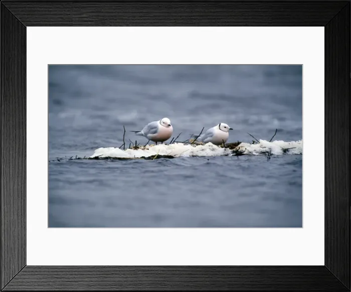Framed Print : Picture No. 10849118 Framed Print : Picture No. 10849118