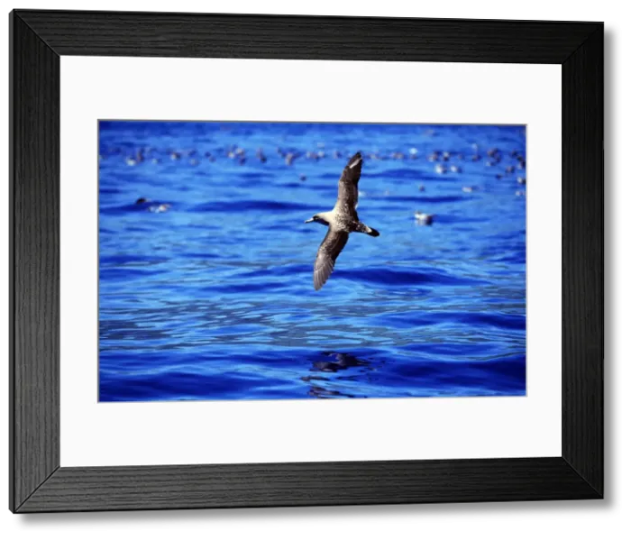 Framed Print : Picture No. 10850881 Framed Print : Picture No. 10850881