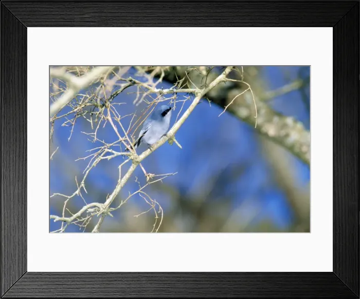 Framed Print : Picture No. 10848768 Framed Print : Picture No. 10848768
