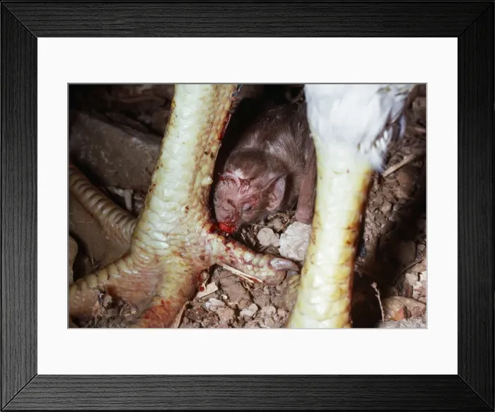 Framed Print : Picture No. 10848571