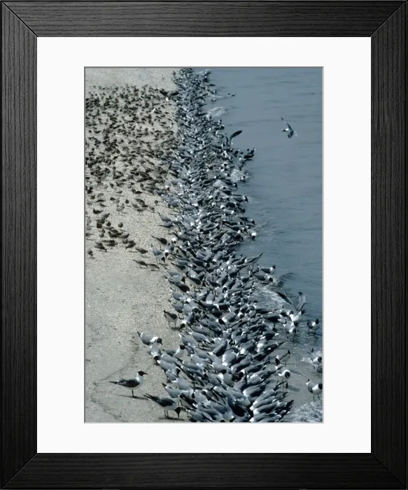 Framed Print : Picture No. 10850596 Framed Print : Picture No. 10850596
