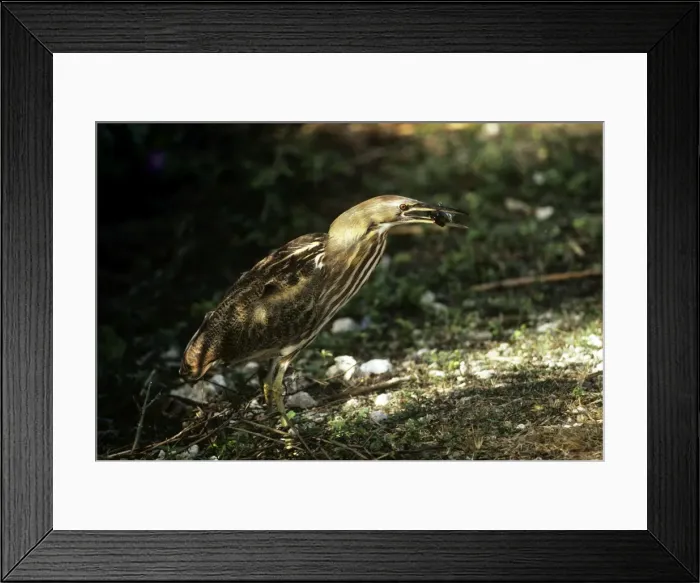 Framed Print : Picture No. 10850392 Framed Print : Picture No. 10850392