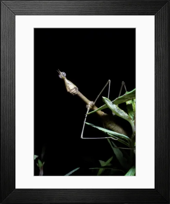 Framed Print : Picture No. 10848585 Framed Print : Picture No. 10848585