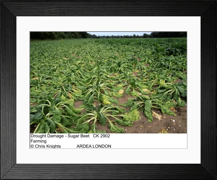 Framed Print : Picture No. 10849241 Framed Print : Picture No. 10849241