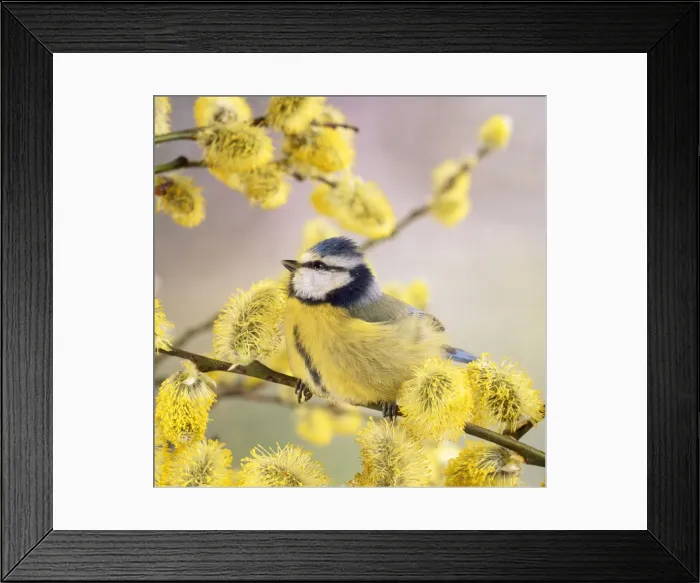 Framed Print : Picture No. 10848758 Framed Print : Picture No. 10848758