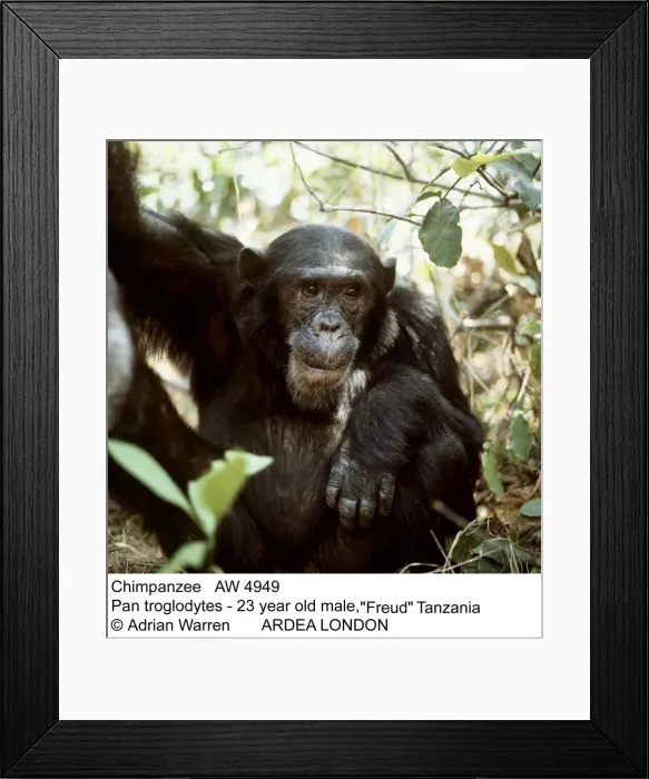 Framed Print : Picture No. 10848654 Framed Print : Picture No. 10848654