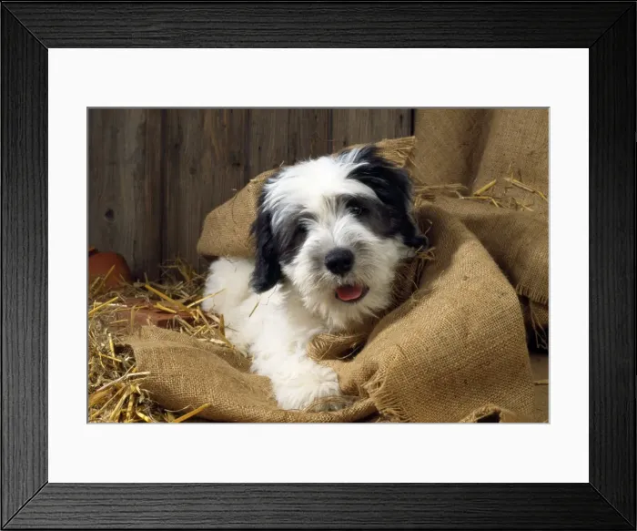 Framed Print : Picture No. 10851730 Framed Print : Picture No. 10851730