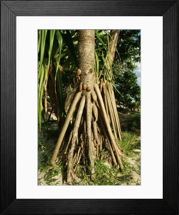 Framed Print : Picture No. 10848458 Framed Print : Picture No. 10848458