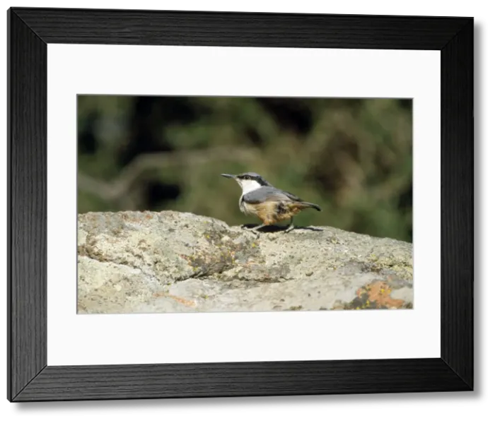 Framed Print : Picture No. 10849290 Framed Print : Picture No. 10849290