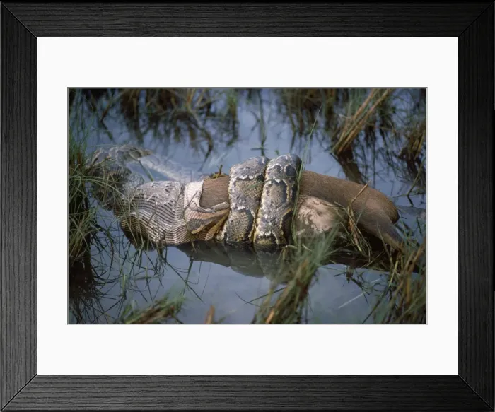 Framed Print : Picture No. 10849004 Framed Print : Picture No. 10849004