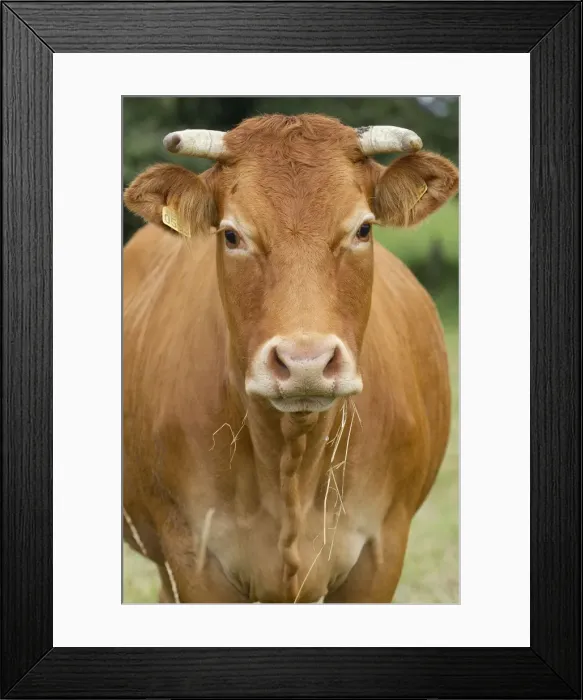 Framed Print : Picture No. 10898643 Framed Print : Picture No. 10898643
