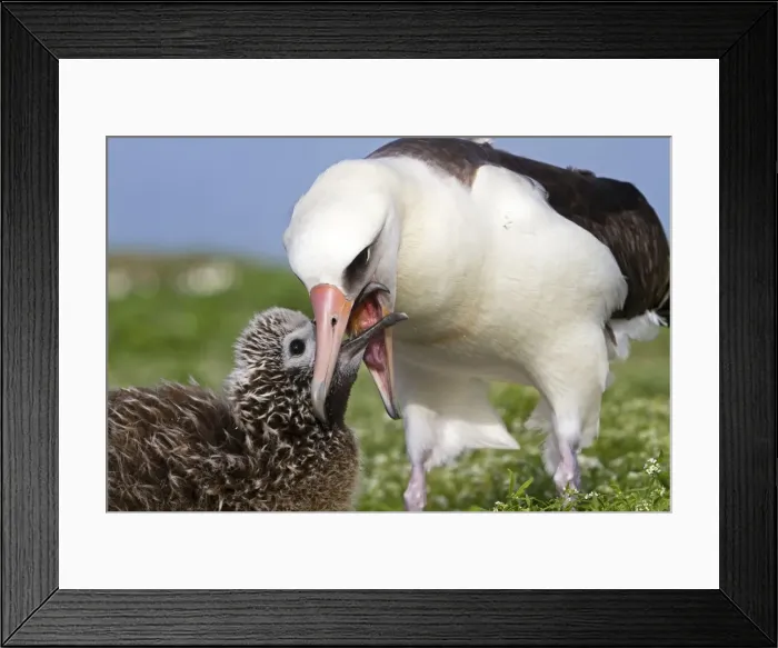 Framed Print : Picture No. 10898616 Framed Print : Picture No. 10898616
