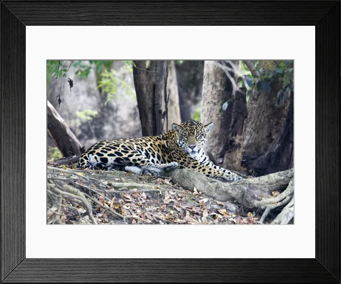 Framed Print : Picture No. 10899126