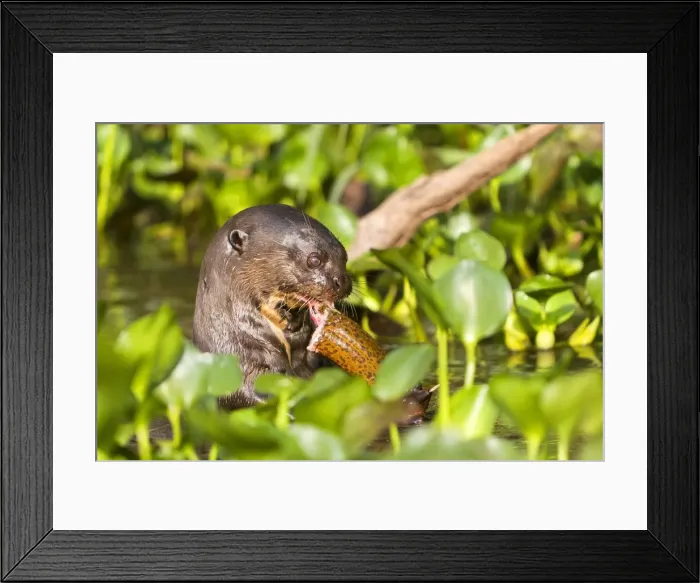 Framed Print : Picture No. 10899157