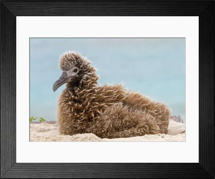 Framed Print : Picture No. 10898621 Framed Print : Picture No. 10898621