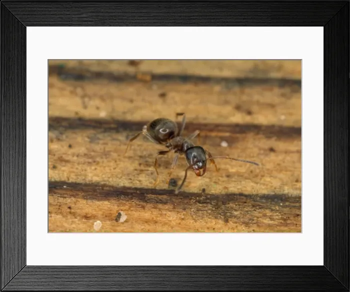 Framed Print : Picture No. 10855579 Framed Print : Picture No. 10855579