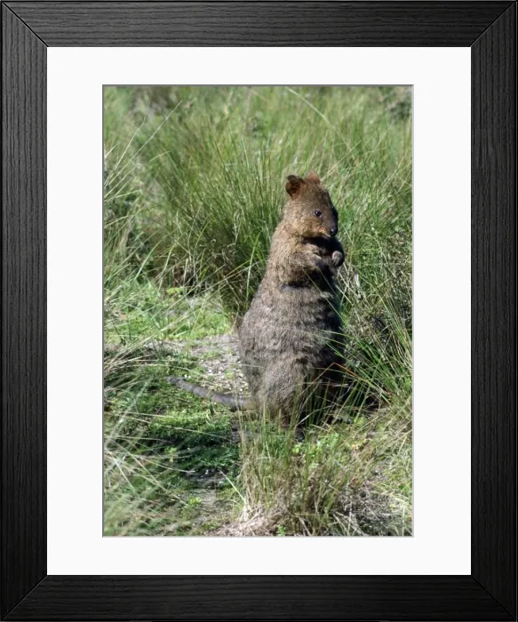 Framed Print : Picture No. 10852233 Framed Print : Picture No. 10852233