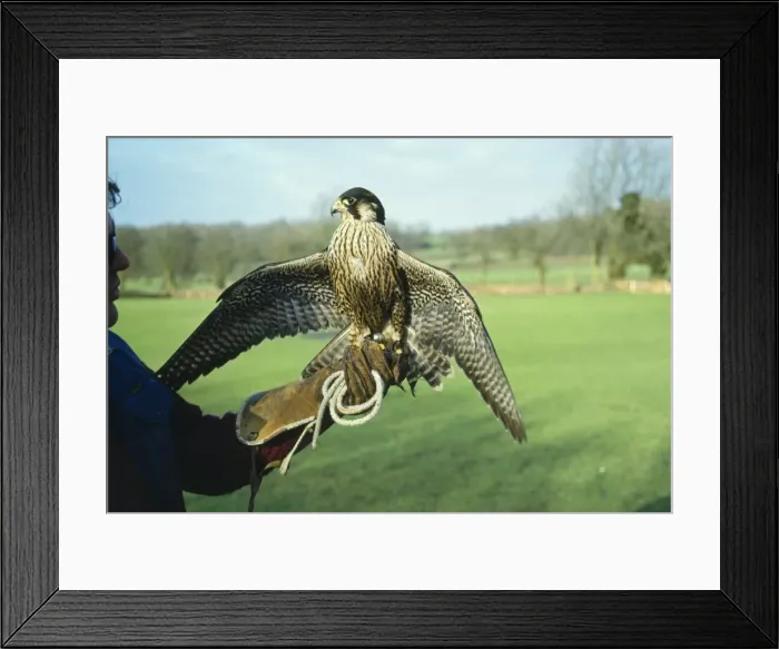 Framed Print : Picture No. 10852224 Framed Print : Picture No. 10852224
