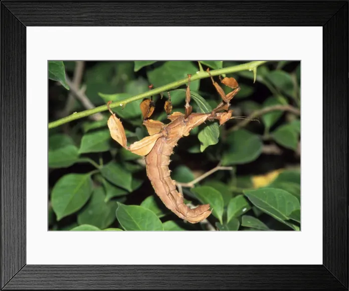 Framed Print : Picture No. 10855099 Framed Print : Picture No. 10855099