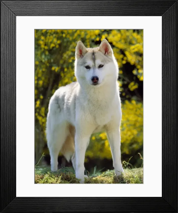 Framed Print : Picture No. 10853562 Framed Print : Picture No. 10853562