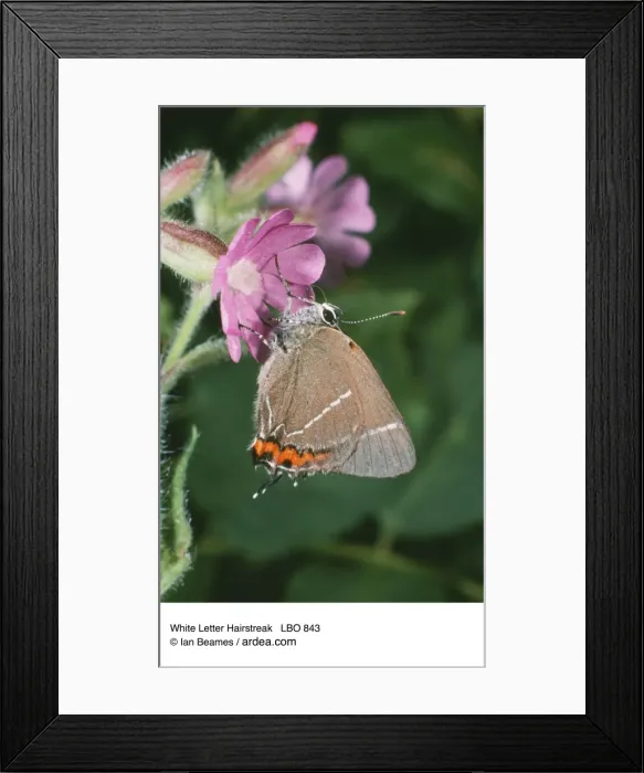 Framed Print : Picture No. 10853717 Framed Print : Picture No. 10853717