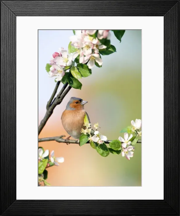 Framed Print : Picture No. 10853753 Framed Print : Picture No. 10853753