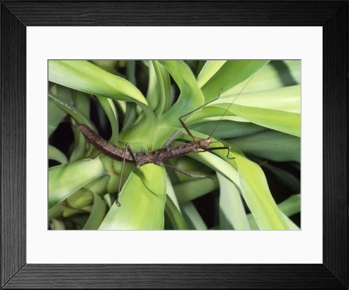 Framed Print : Picture No. 10855576 Framed Print : Picture No. 10855576