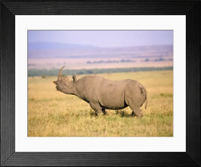 Framed Print : Picture No. 10855502 Framed Print : Picture No. 10855502