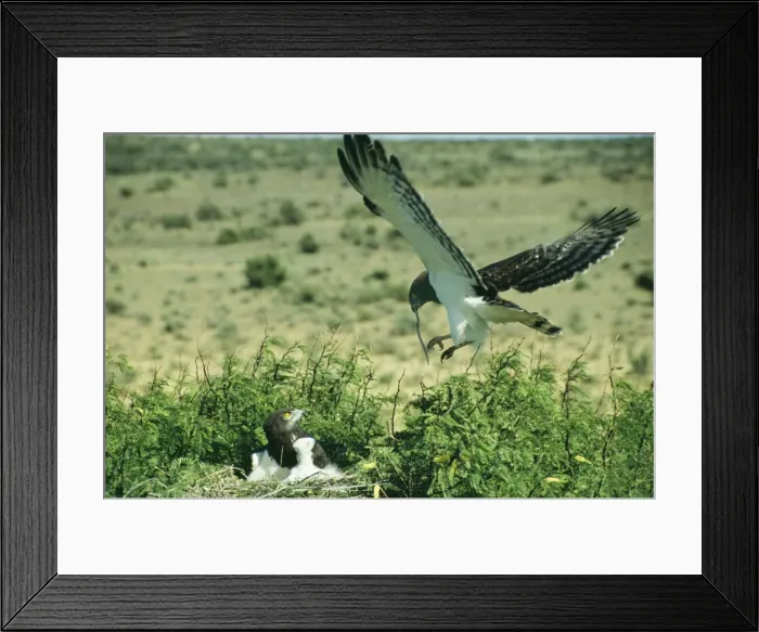 Framed Print : Picture No. 10854994 Framed Print : Picture No. 10854994