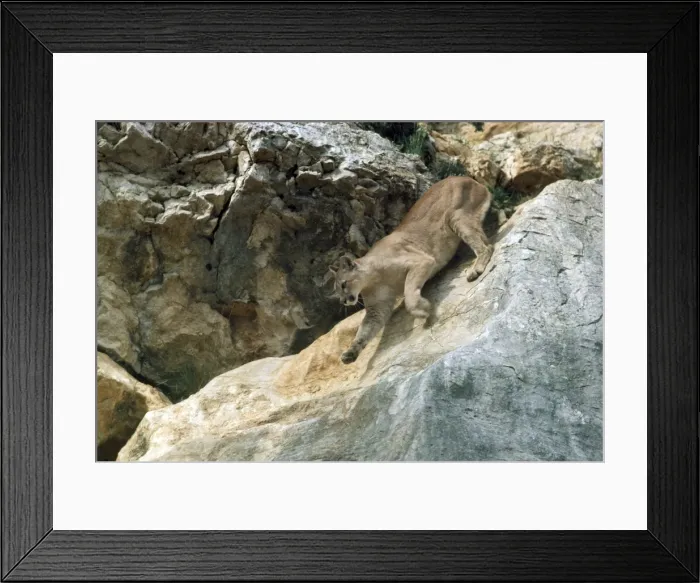 Framed Print : Picture No. 10852238 Framed Print : Picture No. 10852238