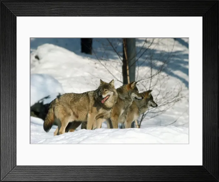 Framed Print : Picture No. 10852237 Framed Print : Picture No. 10852237