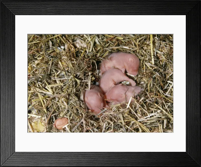 Framed Print : Picture No. 10853581 Framed Print : Picture No. 10853581