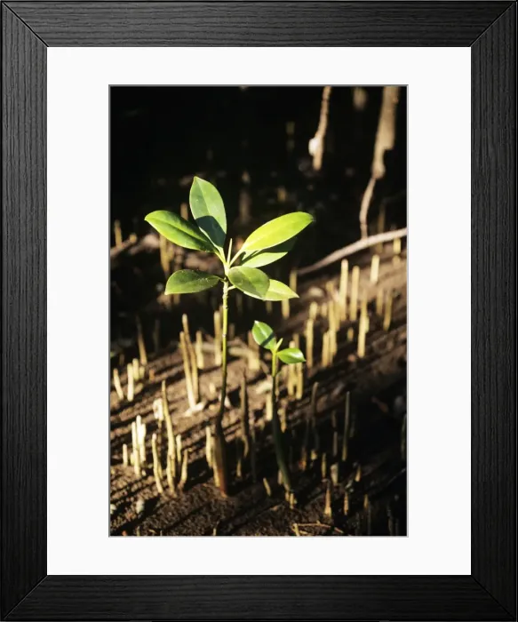 Framed Print : Picture No. 10854986 Framed Print : Picture No. 10854986