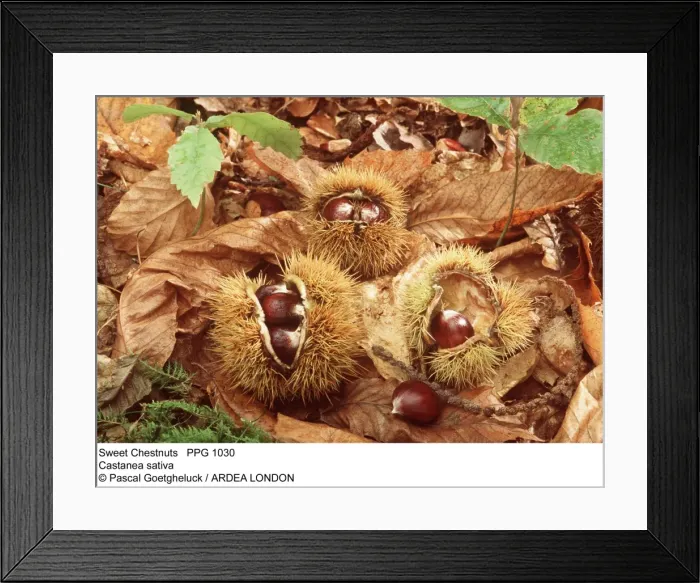 Framed Print : Picture No. 10854828 Framed Print : Picture No. 10854828