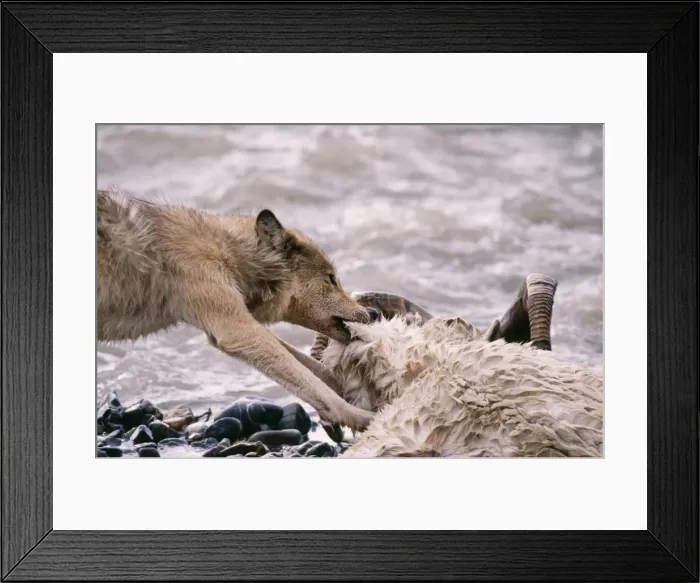 Framed Print : Picture No. 10853777 Framed Print : Picture No. 10853777