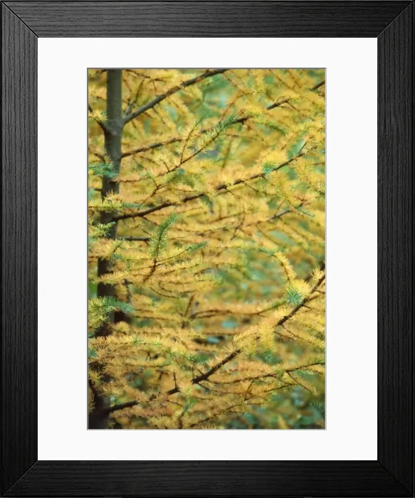 Framed Print : Picture No. 10853701 Framed Print : Picture No. 10853701