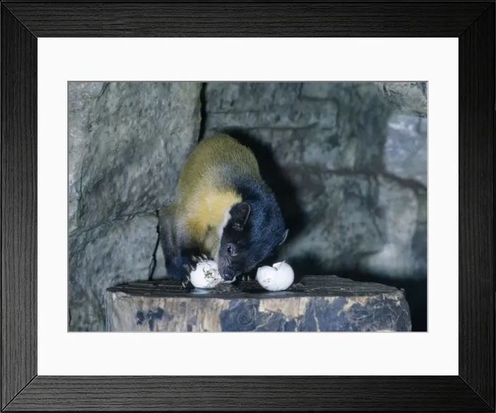 Framed Print : Picture No. 10853573 Framed Print : Picture No. 10853573