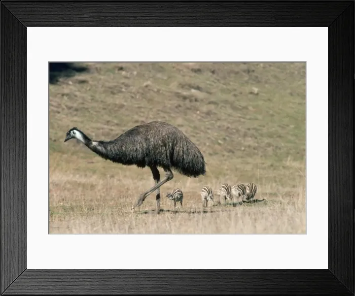 Framed Print : Picture No. 10852232 Framed Print : Picture No. 10852232