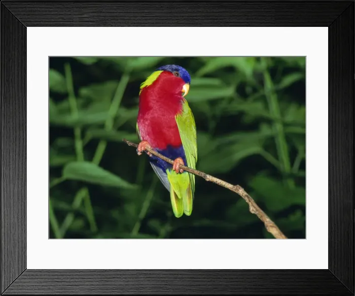 Framed Print : Picture No. 10852260 Framed Print : Picture No. 10852260