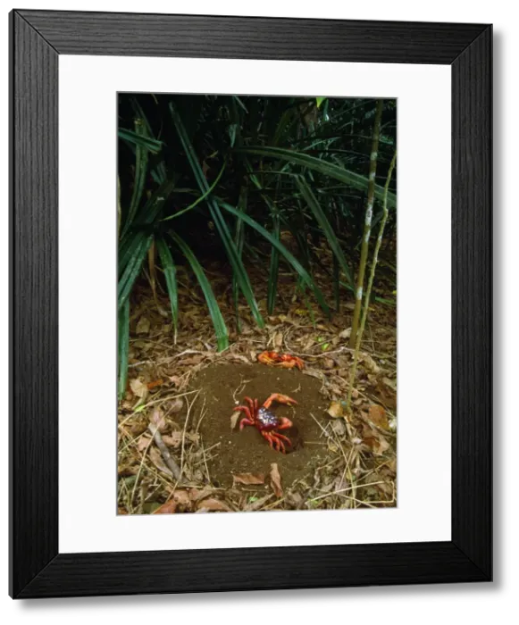 Framed Print : Picture No. 10852274 Framed Print : Picture No. 10852274