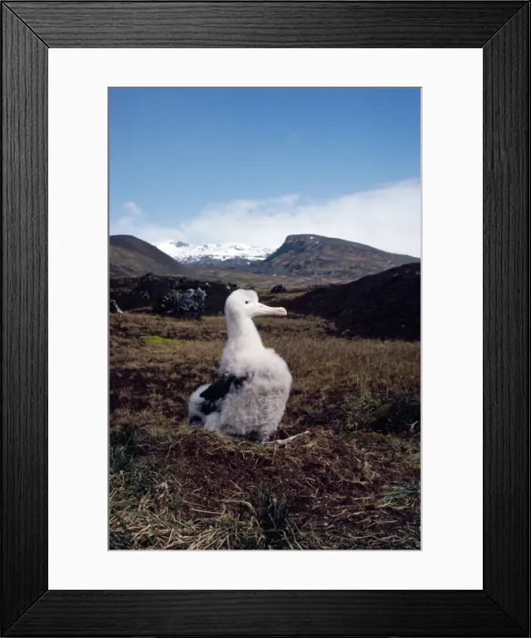 Framed Print : Picture No. 10854892 Framed Print : Picture No. 10854892