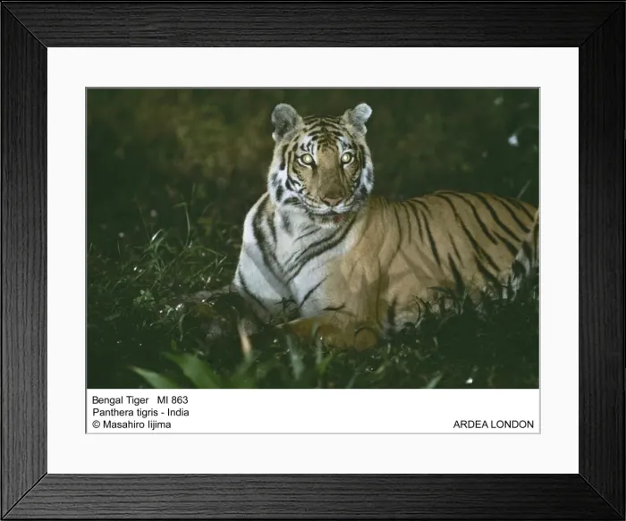 Framed Print : Picture No. 10853874 Framed Print : Picture No. 10853874