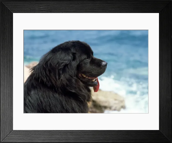 Framed Print : Picture No. 10852229 Framed Print : Picture No. 10852229