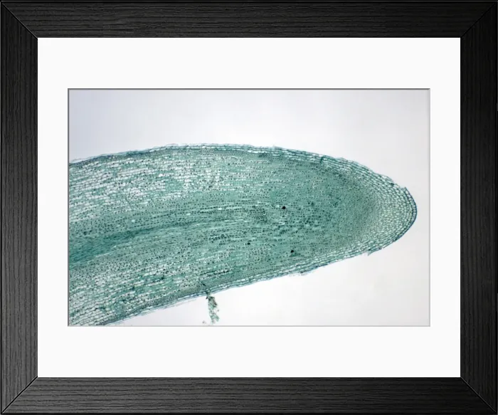 Framed Print : Picture No. 10852165 Framed Print : Picture No. 10852165