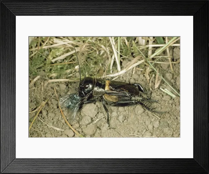 Framed Print : Picture No. 10852136 Framed Print : Picture No. 10852136
