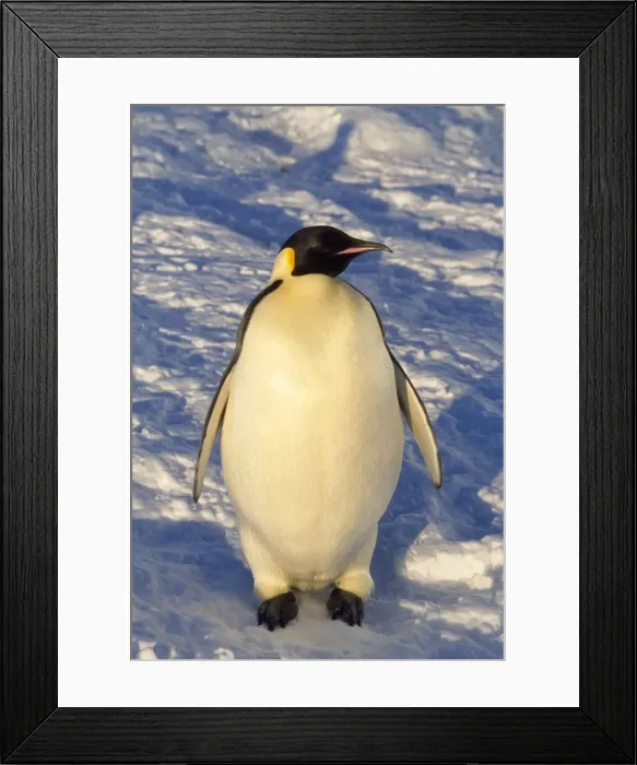 Framed Print : Picture No. 10855071 Framed Print : Picture No. 10855071