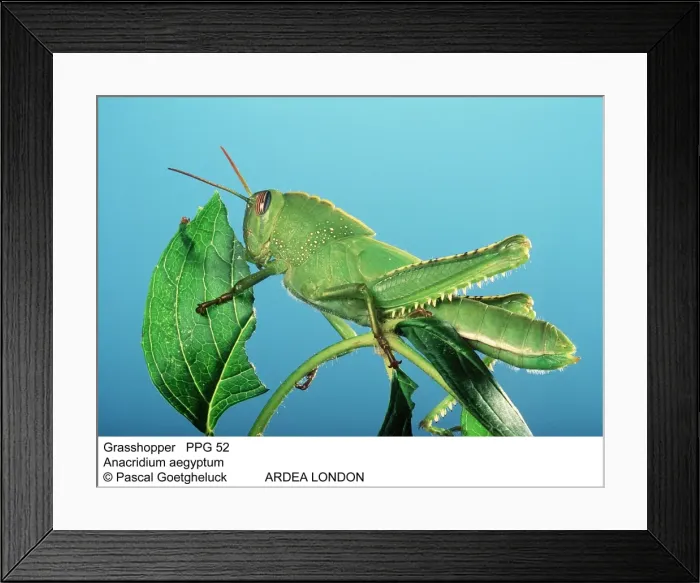 Framed Print : Picture No. 10854705